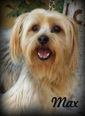 Silky Terrier Dogs for adoption in Anaheim Hills, CA, USA