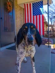 Bluetick Coonhound Dogs for adoption in Aurora, CO, USA