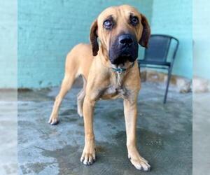 Mastiff Dogs for adoption in Roanoke, VA, USA