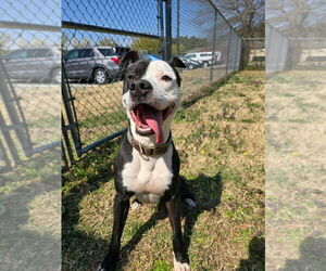 American Pit Bull Terrier-Unknown Mix Dogs for adoption in Glen Allen, VA, USA