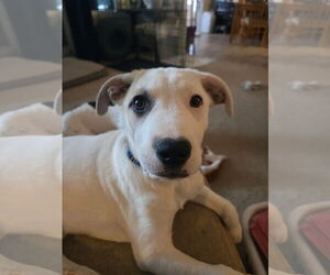 Mutt Dogs for adoption in Germantown, OH, USA