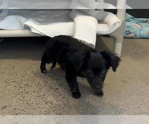 Chihuahua-Unknown Mix Dogs for adoption in Redwood City, CA, USA