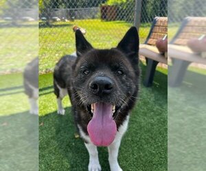 Akita Dogs for adoption in Rowayton, CT, USA