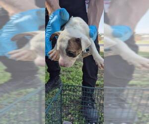 Mutt Dogs for adoption in San Antonio, TX, USA