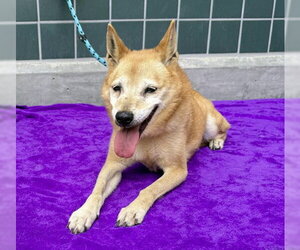 Shiba Inu Dogs for adoption in Rancho Cucamonga, CA, USA