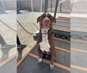 Labrador Retriever-Unknown Mix Dogs for adoption in Palmetto, FL, USA