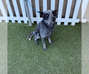 Mutt Dogs for adoption in Modesto, CA, USA