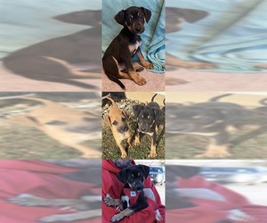 Black and Tan Coonhound-Labrador Retriever-Unknown Mix Dogs for adoption in Chantilly, VA, USA