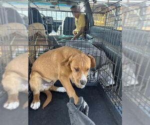 Labrador Retriever-Unknown Mix Dogs for adoption in Stockton, CA, USA