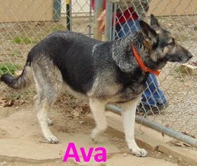 German Shepherd Dog Dogs for adoption in Mountain View, AR, USA