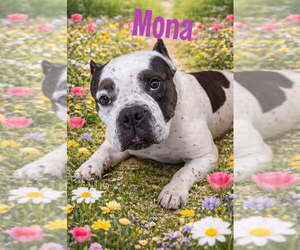 American Pit Bull Terrier-Unknown Mix Dogs for adoption in Caldwell, NJ, USA