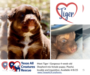German Shepherd Dog-Unknown Mix Dogs for adoption in Lillian, TX, USA
