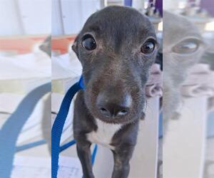 Chihuahua Dogs for adoption in Bakersfield, CA, USA