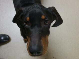 Black and Tan Coonhound Dogs for adoption in Fort Wayne, IN, USA