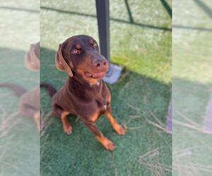 Doberman Pinscher Dogs for adoption in Downey, CA, USA