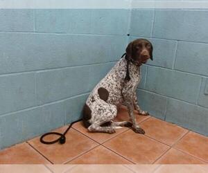 German Shorthaired Pointer Dogs for adoption in Downey, CA, USA