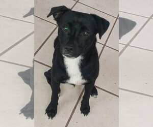 Labrador Retriever-Unknown Mix Dogs for adoption in Virginia Beach, VA, USA