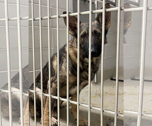German Shepherd Dog-Unknown Mix Dogs for adoption in Virginia Beach, VA, USA