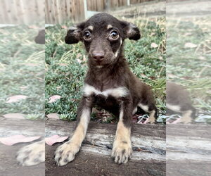 Mutt Dogs for adoption in Marina Del Rey, CA, USA