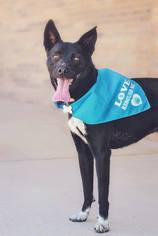 Borador Dogs for adoption in Helena, AL, USA