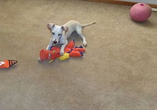 Jack Russell Terrier-Unknown Mix Dogs for adoption in Litchfield Park, AZ, USA