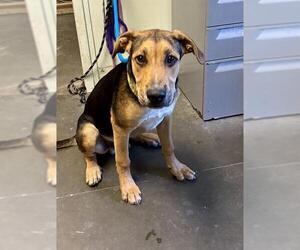 German Shepherd Dog-Unknown Mix Dogs for adoption in Santa Cruz, CA, USA