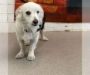 Chihuahua-Unknown Mix Dogs for adoption in San Bernardino, CA, USA