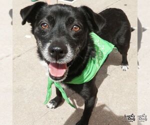 Chihuahua-Unknown Mix Dogs for adoption in Washington, DC, USA