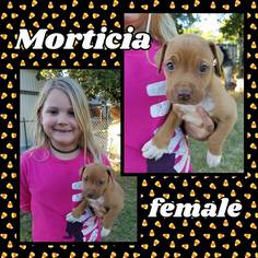 American Pit Bull Terrier Dogs for adoption in Newcastle, OK, USA