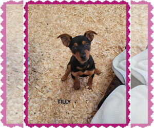 Border Collie-Unknown Mix Dogs for adoption in Granbury, TX, USA