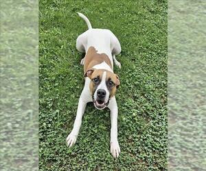 Labrador Retriever-Unknown Mix Dogs for adoption in Grovetown, GA, USA