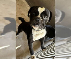 Bulldog-Unknown Mix Dogs for adoption in San Bernardino, CA, USA