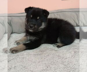 German Shepherd Dog-Huskies Mix Dogs for adoption in York, SC, USA