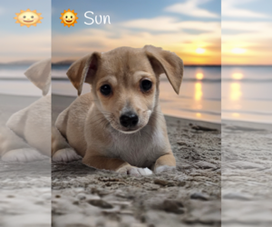 Chihuahua-Unknown Mix Dogs for adoption in Phelan, CA, USA