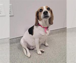 Beagle Dogs for adoption in Fort Collins, CO, USA