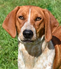 Basset Hound Dogs for adoption in Nashville, IN, USA