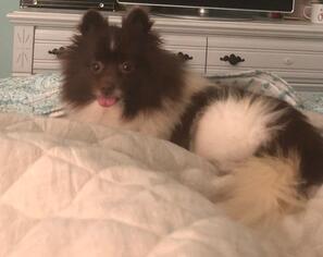 Pomeranian Dogs for adoption in Tallahassee, FL, USA