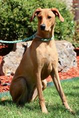 Greyhound Dogs for adoption in Little Rock, AR, USA