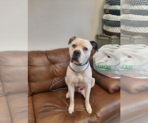 American Bulldog-Unknown Mix Dogs for adoption in Mt. Gilead, OH, USA