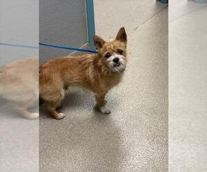 Mutt Dogs for adoption in Las Vegas, NV, USA