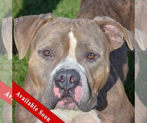 American Bulldog-American Staffordshire Terrier Mix Dogs for adoption in Huntley, IL, USA