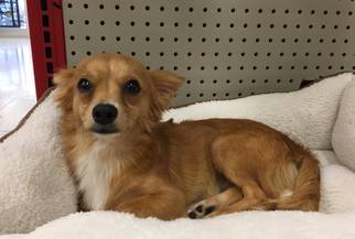 Chihuahua Dogs for adoption in Brighton, TN, USA
