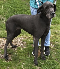 Great Dane Dogs for adoption in Zanesville, OH, USA