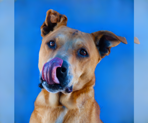 German Shepherd Dog-Unknown Mix Dogs for adoption in Pasadena, CA, USA