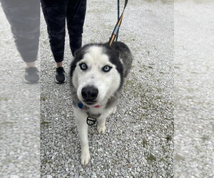 Siberian Husky Dogs for adoption in Bolivar, MO, USA