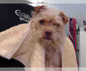 Norwich Terrier Dogs for adoption in Camarillo, CA, USA