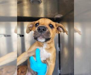 Mutt Dogs for adoption in San Antonio, TX, USA