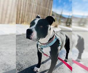 American Pit Bull Terrier Dogs for adoption in Frisco, CO, USA
