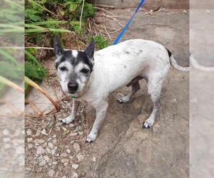 Jack-Rat Terrier Dogs for adoption in Stockport, OH, USA