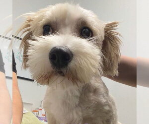 Maltese Dogs for adoption in Chico, CA, USA